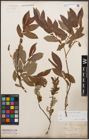 Foto von Salix caprea L. x Salix purpurea L.